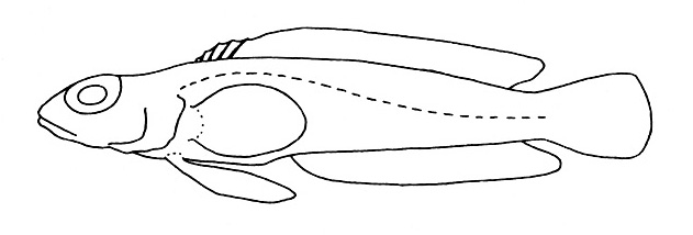 Representative of the Pinguipedidae family (Gosline & Brock, 1960, fig. 110)